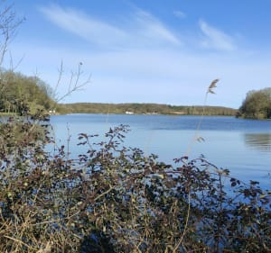 Balade Les Herbiers-Lac de La Tricherie - NG - 4