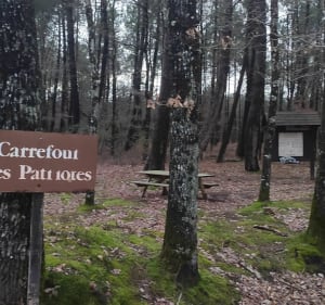 Forêt de Mareuil en peu à l'écart des plus classiques - Chauvigny - 3