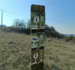 Des orchidées à la vallée des Anges - Châteauneuf-Val-de-Bargis - 4