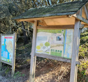 Forêt d'Olonne à l'abri du vent - Jean-Guy - 3