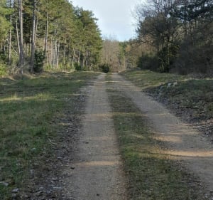 Randonnée dans le bois de la Haye - Auxey-Duresses - 3