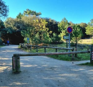 Forêt d'Olonne à l'abri du vent - Jean-Guy - 4