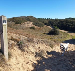 Forêt d'Olonne à l'abri du vent - Jean-Guy - 5