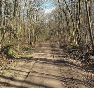 Balade dans la forêt de Meudon - Meudon - 3