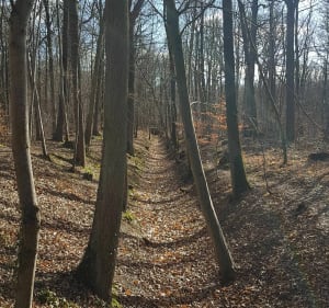 Balade dans la forêt de Meudon - Meudon - 4