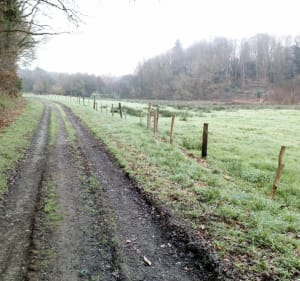 Ribin ar bleiz - Saint-Thégonnec Loc-Eguiner - 3