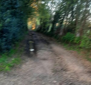 Entre forêt et route par Bel-Air - Vigneux-de-Bretagne - 3