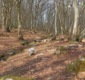 Belle balade dans le bois de Maupertus - Carneville - 4