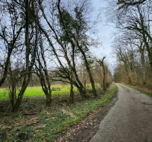 Balade dans la forêt de Selomont - Hussigny-Godbrange - 4