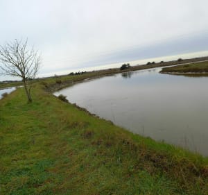Marée du Fenoulier par l'observatoire des oiseaux Saint Gilles Croix de Vie - Le Fenouiller - 3