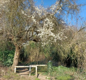 À la découverte du Fond Saint-Antoine à Pontoise - Pontoise - 3