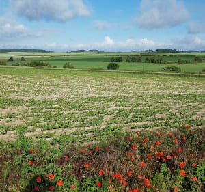 Le Sentier du Souvenir à Neuville-Saint-Vaast - Neuville-Saint-Vaast - 4