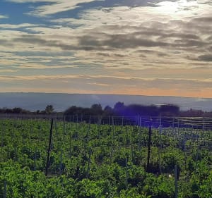 Balade entre vignes et bois à Lagarde-Paréol - Lagarde-Paréol - 3