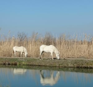 Le tour de Camargue en 2 jours : jour 2 - Saintes-Maries-de-la-Mer - 3