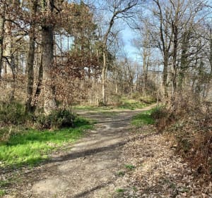 La forêt de Bouconne depuis Léguevin - Léguevin - 3