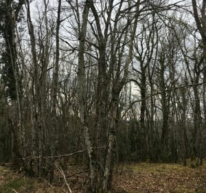 Randonnée au départ de Plombières par le Bois de Villiot - Plombières-lès-Dijon - 3