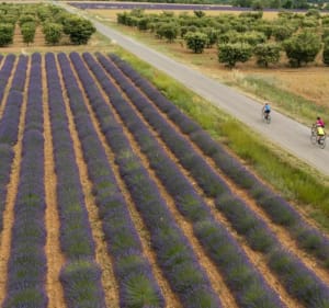 Du gravel sur Les Mées, Oraison, Puimichel entre oliviers et champs de lavande - Les Mées - 4