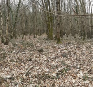Saint Aubin du Cormier : bois, campagne et étang. - Saint-Aubin-du-Cormier - 3