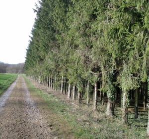 Sur les hauteurs de Mandrevillars - Mandrevillars - 3