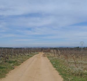 Boujan,  boucle dans les vignes - Boujan-sur-Libron - 3