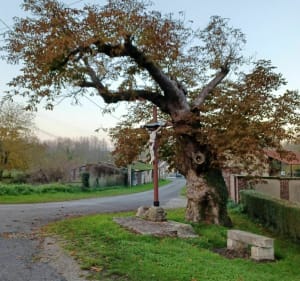 Le tour des marais par l'Eauette. - Longpré-les-Corps-Saints - 4