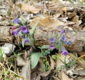 Balade dans les bois de Marcollin - Marcollin - 3