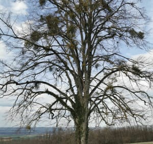 Balade dans les bois de Marcollin - Marcollin - 4