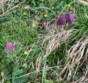 Sentier de la fritillaire Pintade à Beaumont - Criteuil-la-Magdeleine - 5