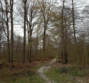 Balade dans la forêt de L'Isle-Adam - L'Isle-Adam - 5