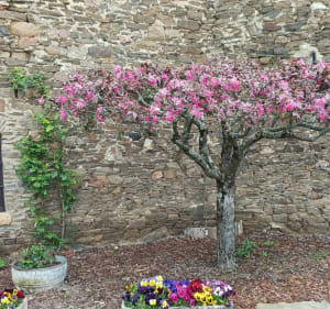 Belle balade de Saint-Andéol-le-Château à Tartaras - Beauvallon - 4