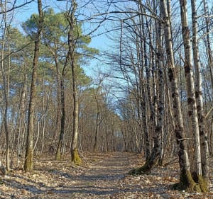 Randonnée nature sur une partie du GR3 - Azay-le-Rideau - 3