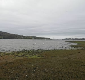 Rives de l'Elorn par Penvern - Lagen - 4