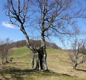 Abri de la Sommerseite - Masevaux-Niederbruck - 5