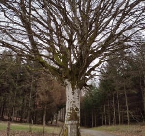 Saint-Denis de la Courtine par l'Etang de Grattadour - La Courtine - 4