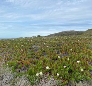Balade d’Avril, ventée aux plages de Bodre et Ghjunchetu ️ - Corbara - 3