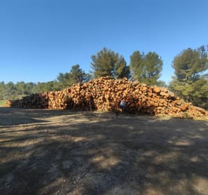 Een korte tocht in het Salettebos - Allauch - 3