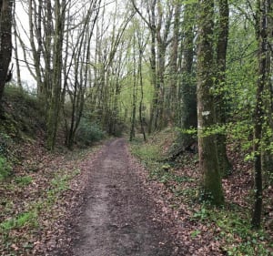 Belle petite balade dans les bois de Chateau la Vallière - Château-la-Vallière - 3