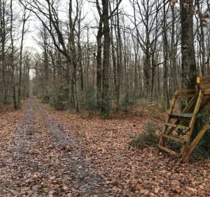 Belle petite balade dans les bois de Chateau la Vallière - Château-la-Vallière - 5