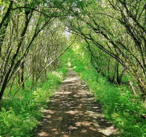 Le sentier du Mont Saint Vaast - Denis - 3