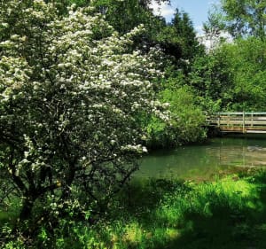 Le sentier du Mont Saint Vaast - Denis - 4