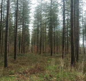 Les alentours de Saint Gondon - Saint-Gondon - 5