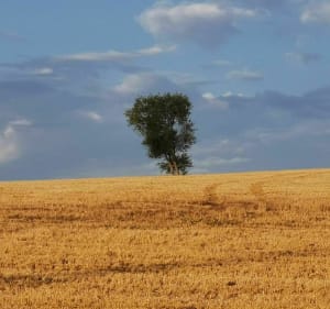 Le sentier des Poilus et la colline de Notre-Dame de Lorette - Souchez - 3