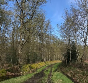 Belle balade château la Vallière et ses bois - KRYSTINE - 3