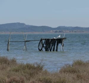 Grote rondleiding door de vijver Doul Peyriac de mer - Peyriac-de-Mer - 4