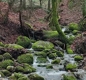 Balade autour du bois des Pesses - Christine - 3