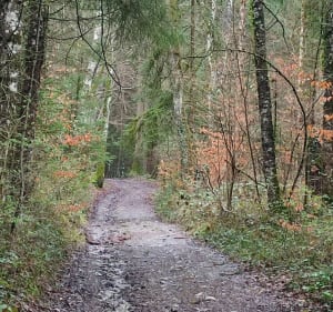 Balade autour du bois des Pesses - Christine - 4
