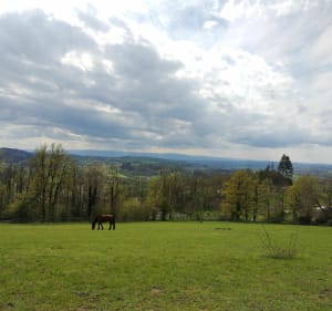 Autour du bois noir de Chauffailles - Chauffailles - 5