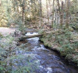 Gimel circuit en forêt - Gimel-les-Cascades - 3