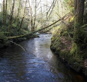 Gimel circuit en forêt - Gimel-les-Cascades - 4