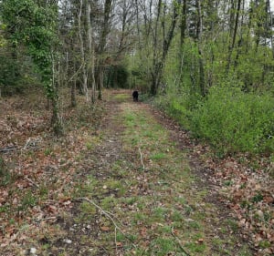 Le Sacq entre champs  et forêts - Mesnils-sur-Iton - 3